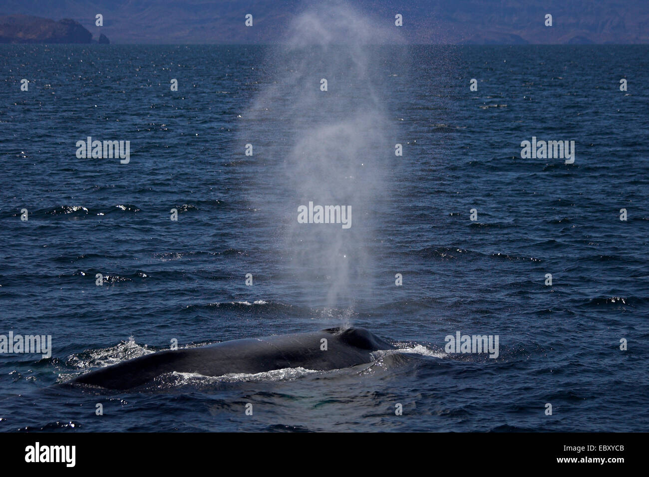 La ballena azul (Balaenoptera musculus), mercados emergentes, México, Baja California, el Mar de Cortez Foto de stock