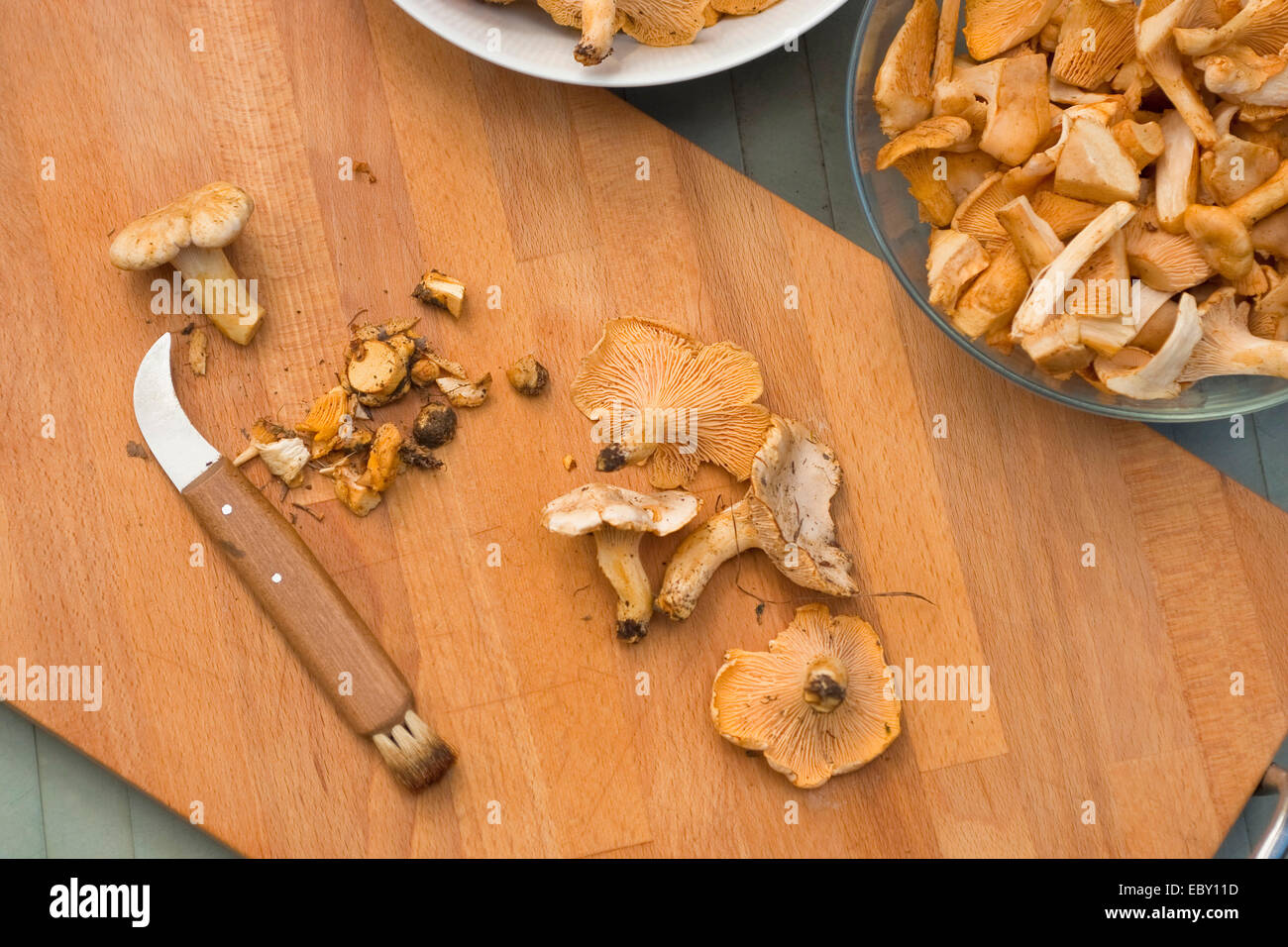 Cantharellus (Cantharellus Cibarius), recogida de setas están dispuestos sobre una tabla para cortar, Alemania Foto de stock