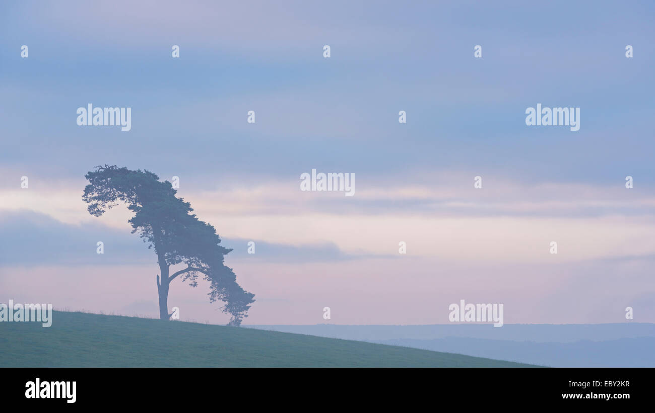 Lone Pine Tree sobre una colina rural al amanecer, Devon, Inglaterra. Verano (julio de 2014). Foto de stock