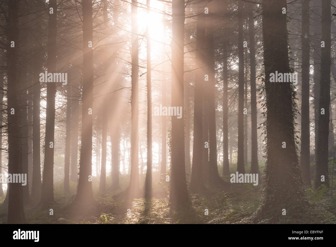 Temprano en la mañana el sol arroyos en un brumoso bosque de pinos, Devon, Inglaterra. Otoño (septiembre de 2014). Foto de stock
