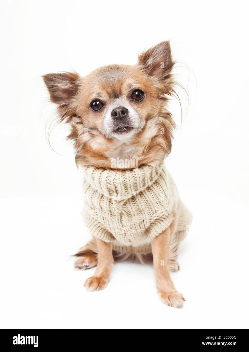 Chihuahua con suéter de lana mirando la cámara. fondo blanco Fotografía de  stock - Alamy