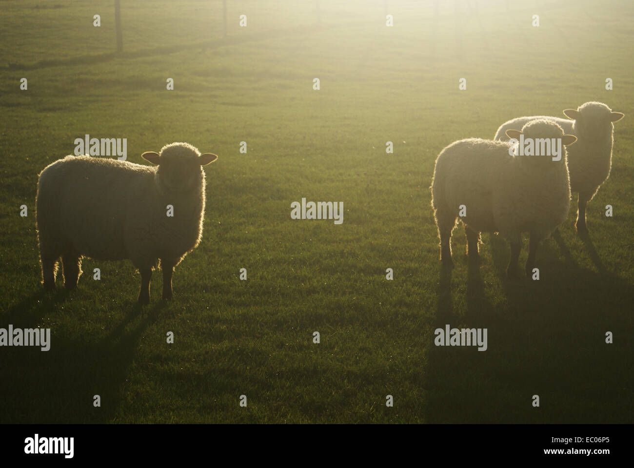 Curioso ovejas con sus espaldas al sol en una noche en la pradera Foto de stock