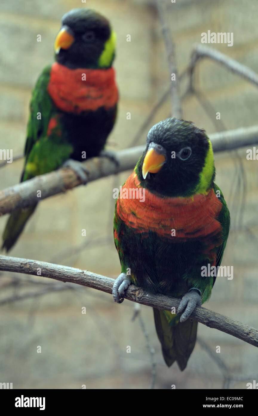 Dos pájaros tropicales Foto de stock