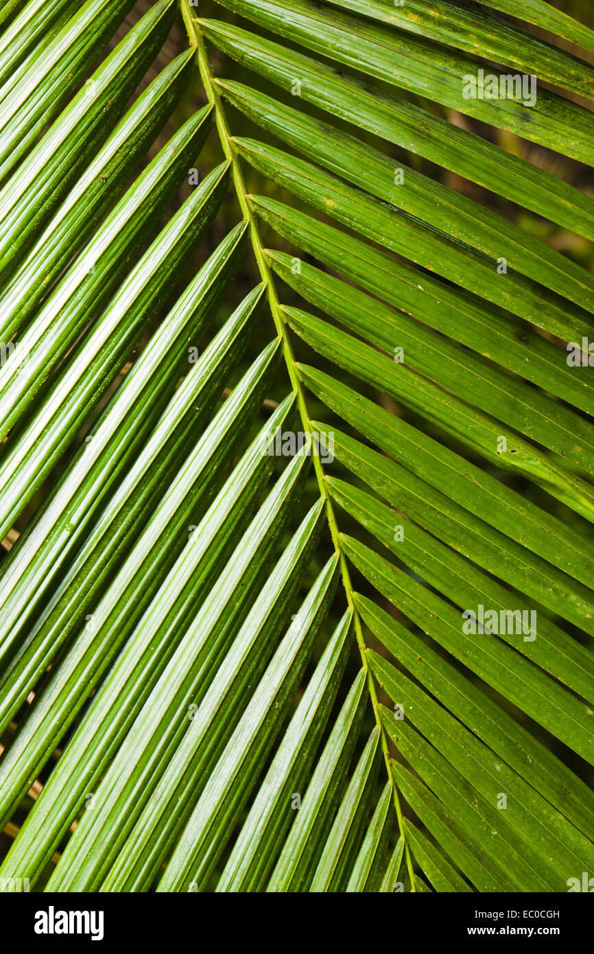 Hojas de palmera. Jardín botánico tropical de Hawaii, Big Island, Hawaii, EEUU. Foto de stock