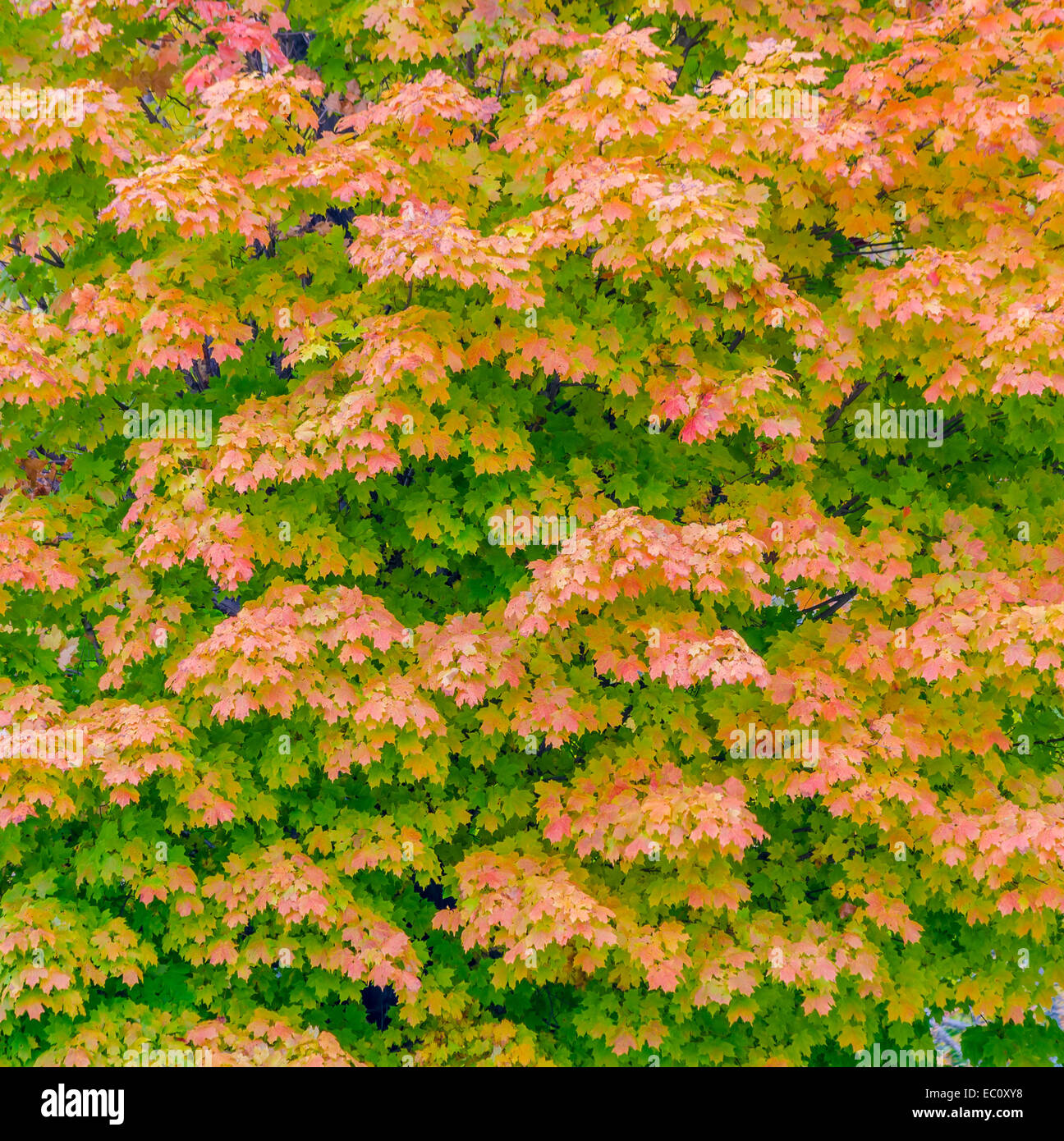 Hojas de arce en otoño imagen de fondo para el arte papel tapiz. Foto de stock