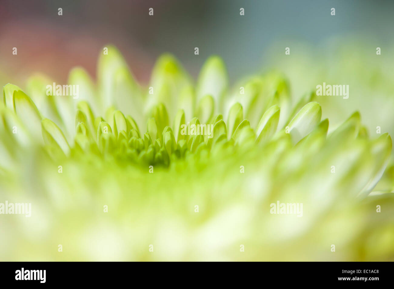 Verde y blanco flor de crisantemo en estrecha con poca profundidad de campo la creación de desenfoque suave. Foto de stock