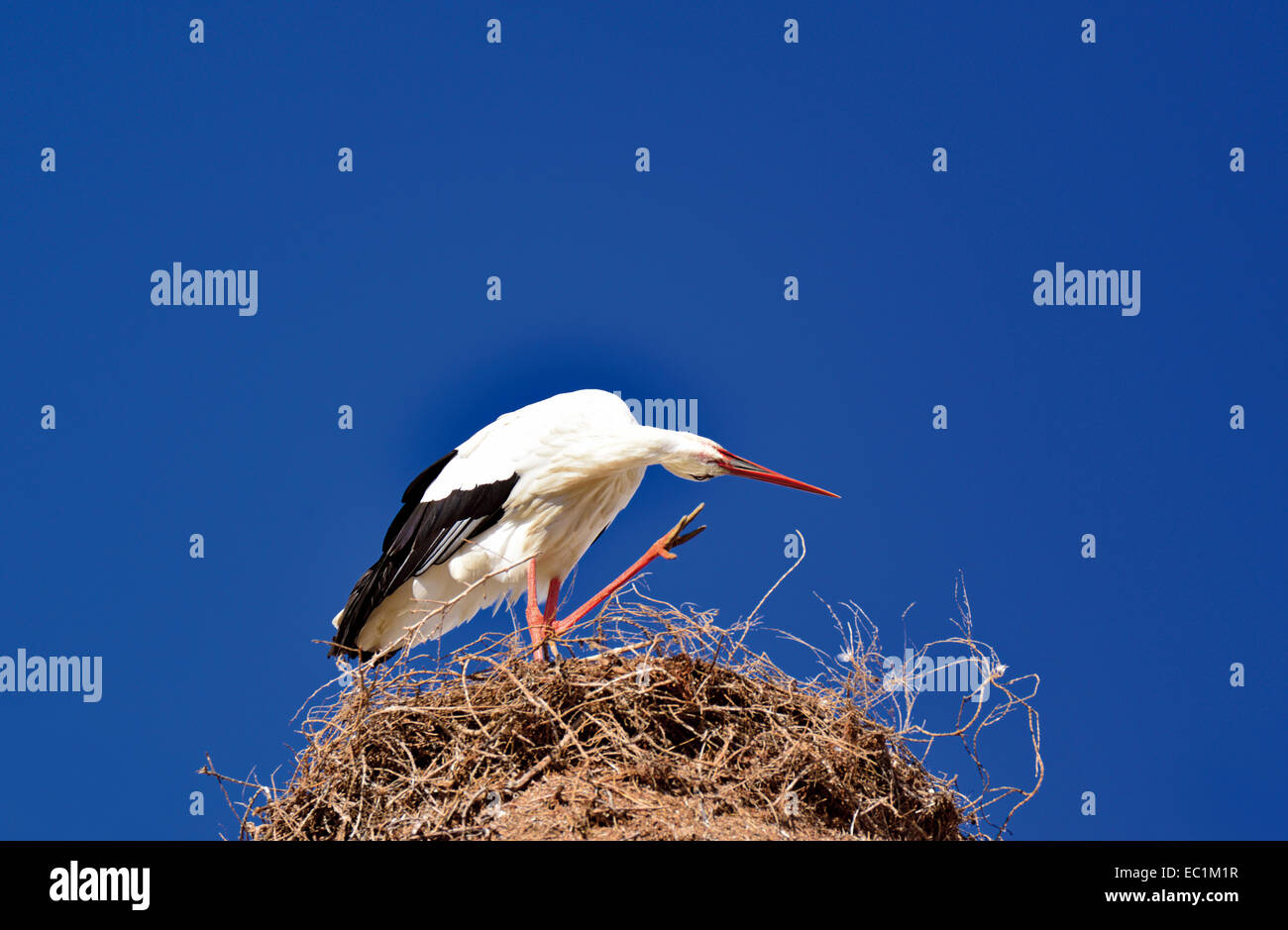 Portugal, Algarve: Cigüeña con nidos de cigüeña blanca (Ciconia ciconia) rascándose la cabeza Foto de stock