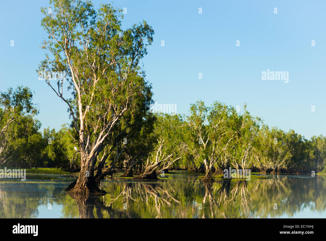 Paperbark pantano en agua amarilla billabong, Kakadu, Australia Foto de stock