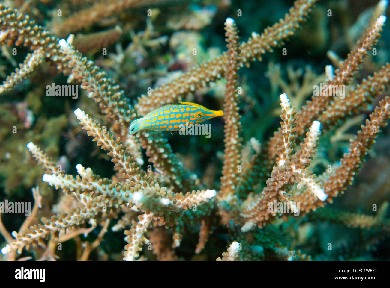 Longnose Filefish (Oxymonocanthus longnostris) Foto de stock
