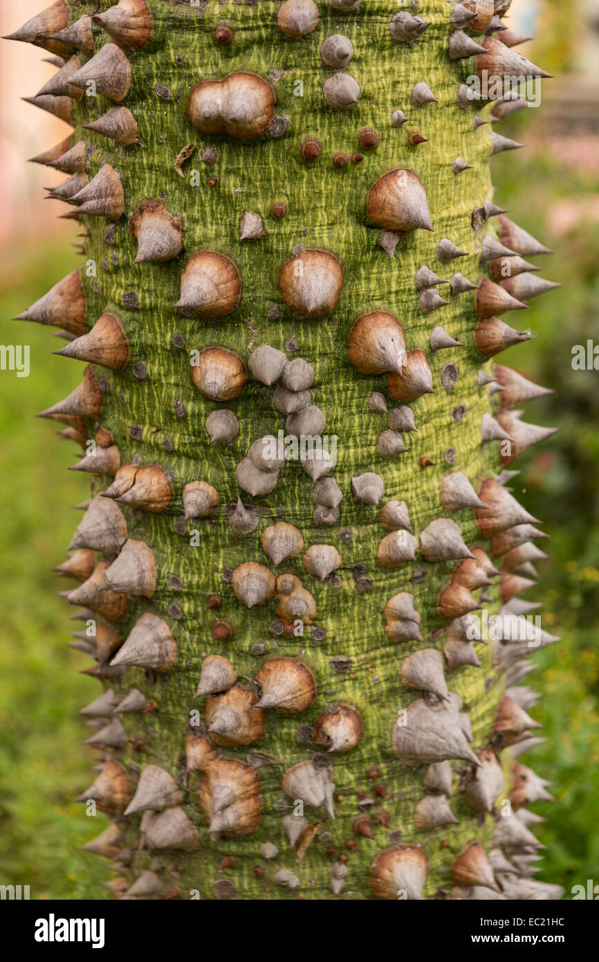 Details 48 árboles con espinas nombres Abzlocal.mx