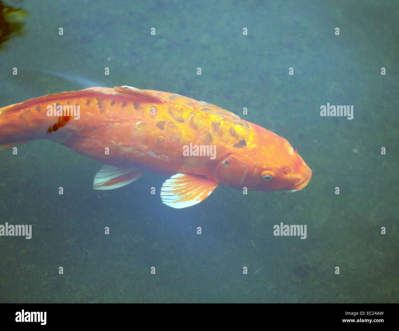 Coloridos peces en un estanque de carpas en Tailandia Foto de stock