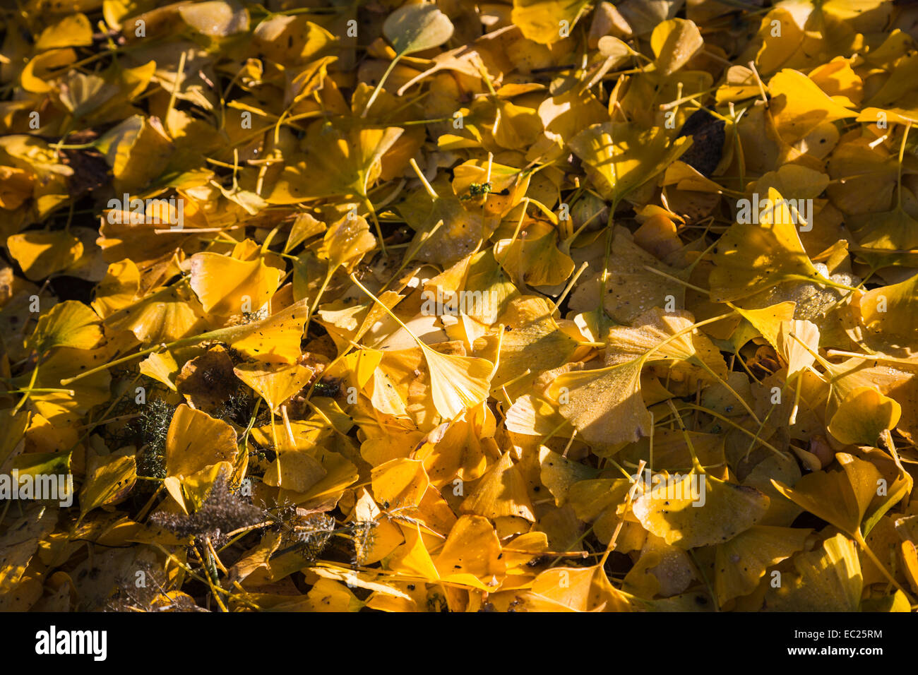Alfombra estacional de amarillo hojas caídas de un ginkgo biloba o maidenhair tree en invierno, un fósil viviente nativo de China, RHS Wisley Gardens, Surrey Foto de stock