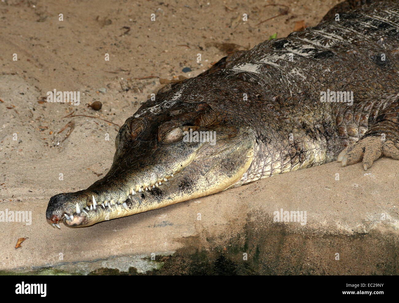 Esbelto-africano cocodrilo snouted (Mecistops cataphractus, antiguamente Crocodylus cataphractus) Foto de stock