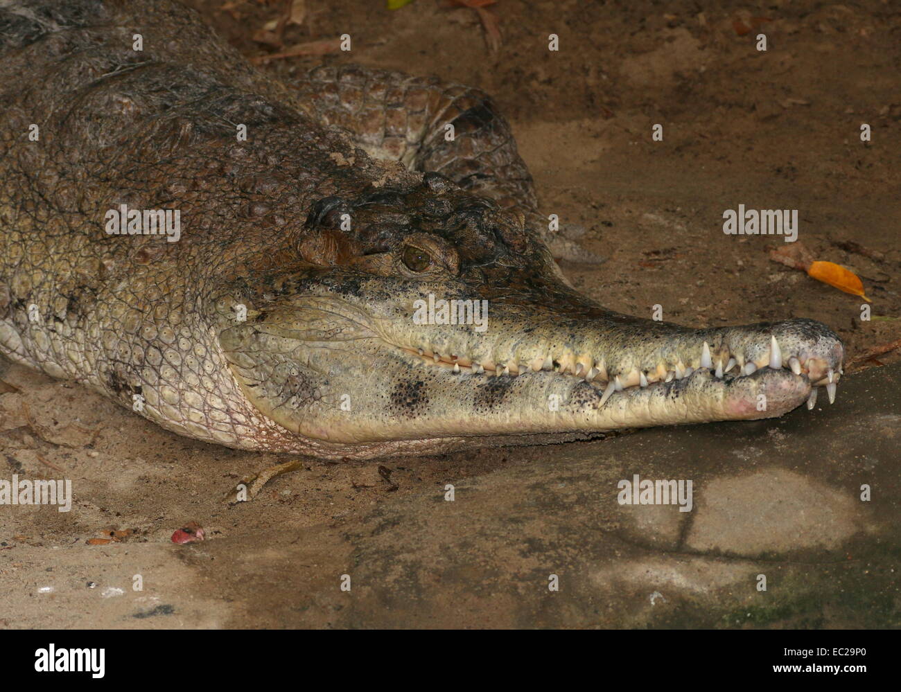 Esbelto-africano cocodrilo snouted (Mecistops cataphractus, antiguamente Crocodylus cataphractus) Foto de stock
