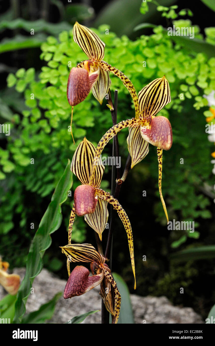 Cerca de las exóticas orquídeas Paphiopedilum 'David Ott' Foto de stock