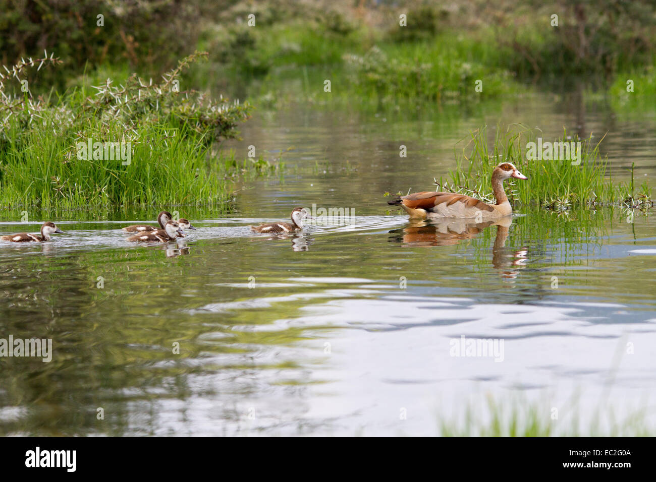 Ganso egipcio y su lago, Oloidien goslings en Kenya Foto de stock
