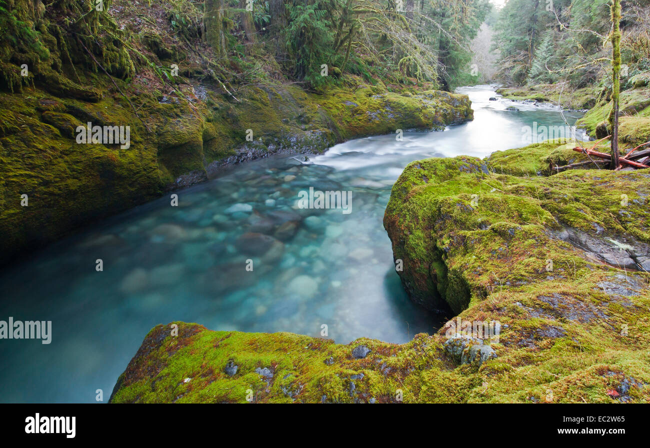 Brice Creek en Oregon's Cascade Range, EE.UU. Foto de stock