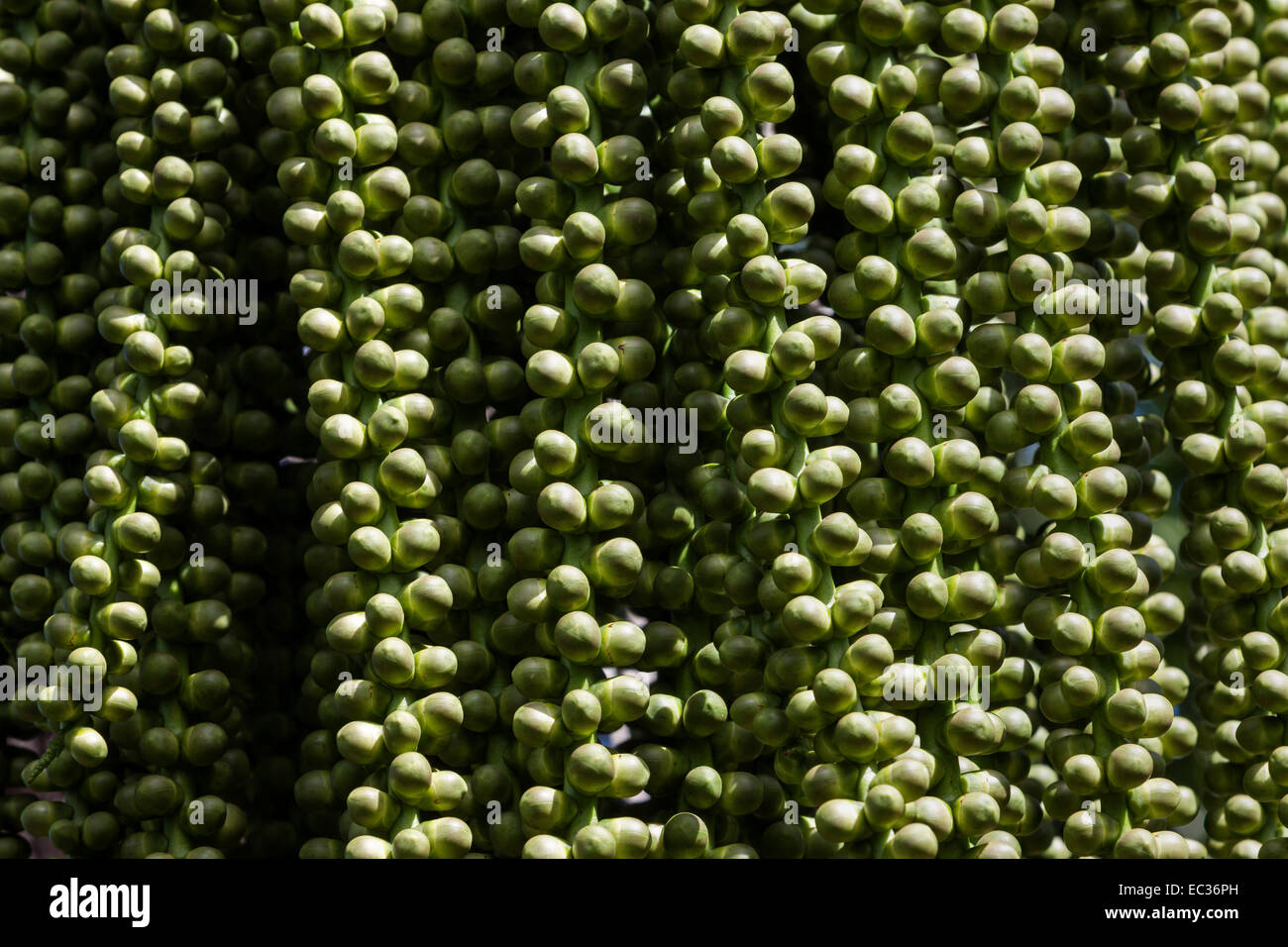 Frutos de una palmera datilera, Reunión, Francia Foto de stock