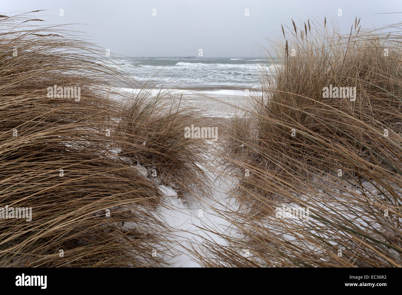 Marram hierba y costa del Mar Báltico en invierno con nieve en Kühlungsborn, Mecklenburg, Alemania Foto de stock