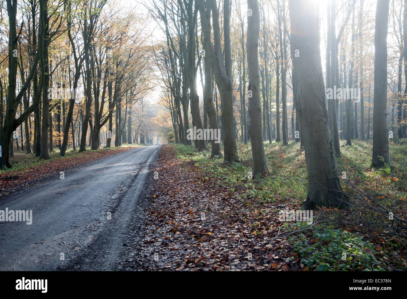 Carretera pasando por Brown Beech tree hojas de otoño a través de Savernake Forest, Wiltshire, Inglaterra, Reino Unido. Foto de stock