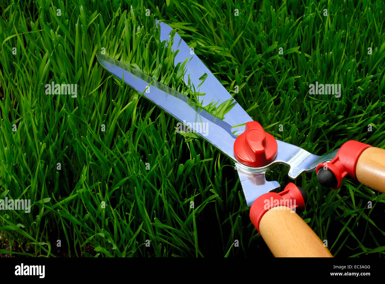 Cortar el césped con tijeras de podar Fotografía de stock - Alamy