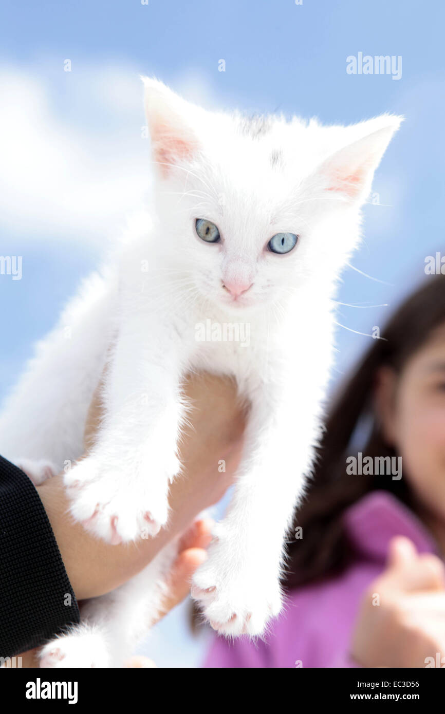 Gato Blanco con dos ojos de diferente color Fotografía de stock - Alamy