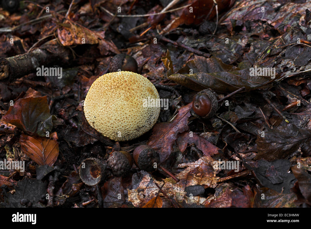 Puff ball creciendo entre la hojarasca en el suelo del bosque. Foto de stock