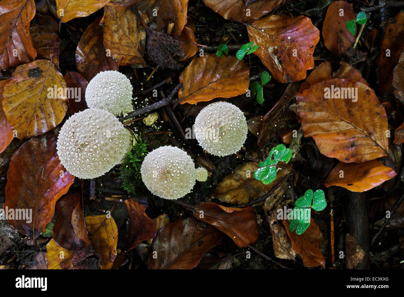 Puff bolas creciendo entre la hojarasca en el suelo del bosque. Foto de stock