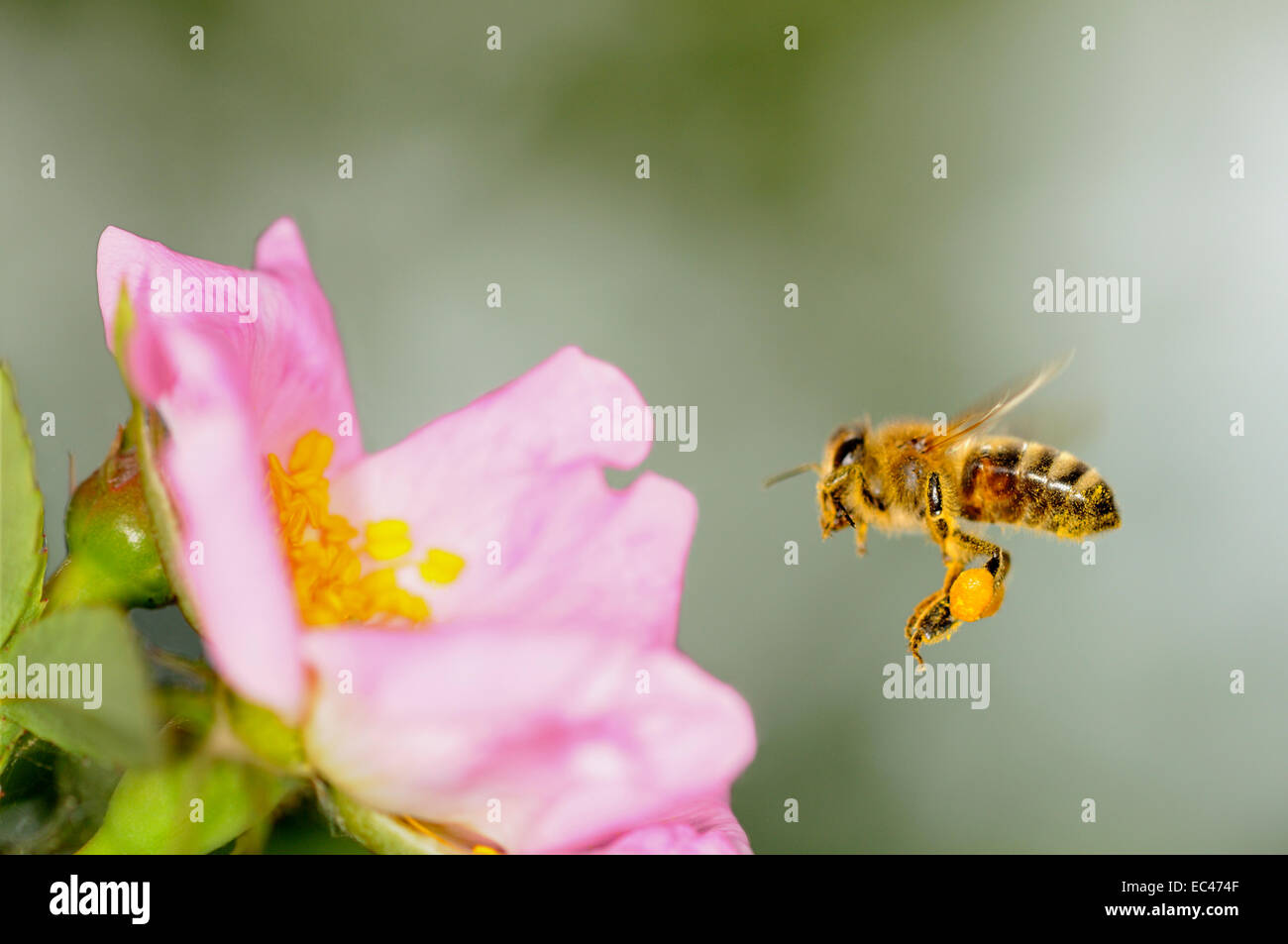 Con relleno de miel de abeja polen cesta acercando una flor Foto de stock