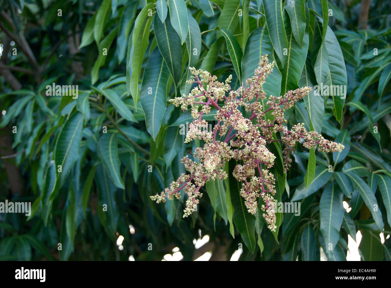 Florece de Mangotree, Mangifera indica, Pantanal, Brasil Foto de stock