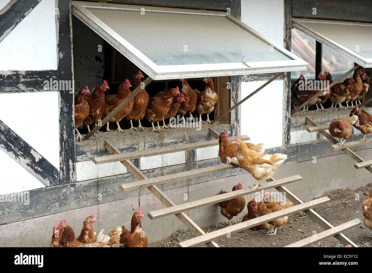 Granja Agrícola gallinero pollos pollo aves aves calado alternativo  bodenhaltung free range ganado natural animales mascotas Pet Fotografía de  stock - Alamy