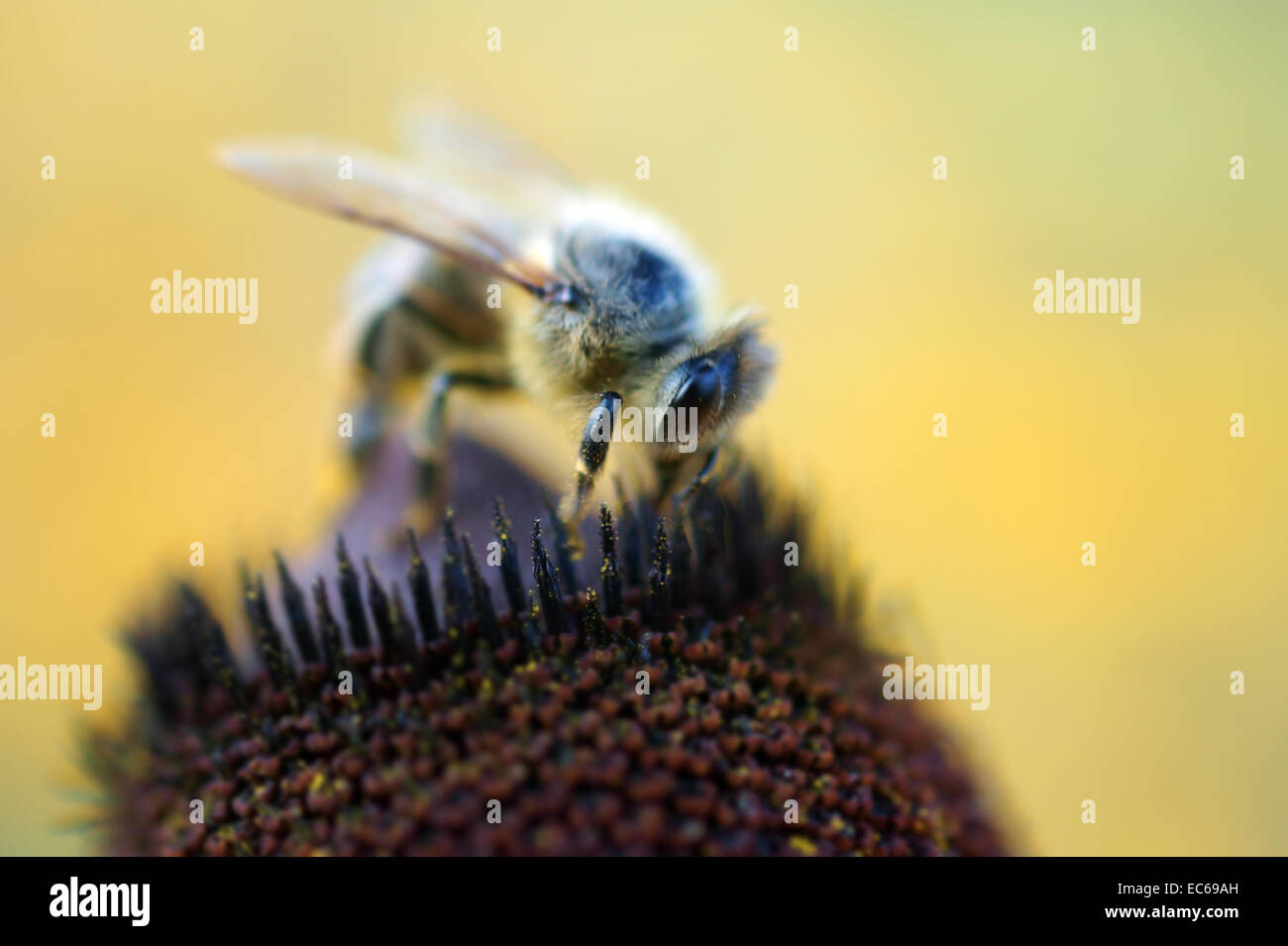 abeja ocupada Foto de stock