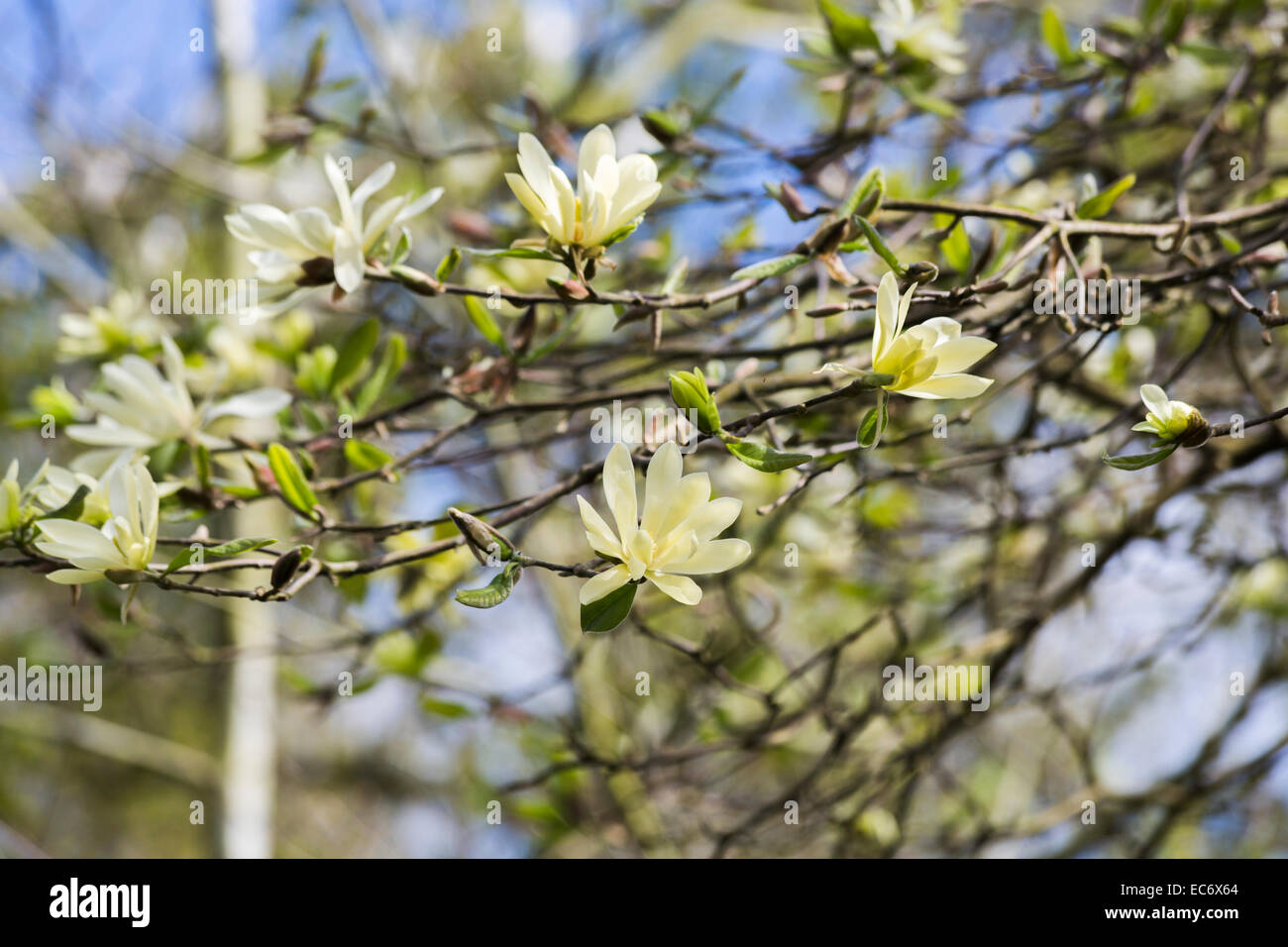 Muelle amarillo cremoso magnolia flores 'Estrella de Oro' con stellata tipo  en flor en abril en primavera Fotografía de stock - Alamy