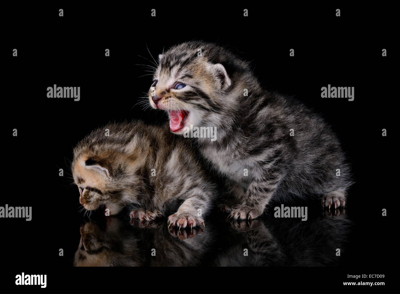 Dos siamés gatitos, Felis silvestris Catus, sobre suelo negro Foto de stock