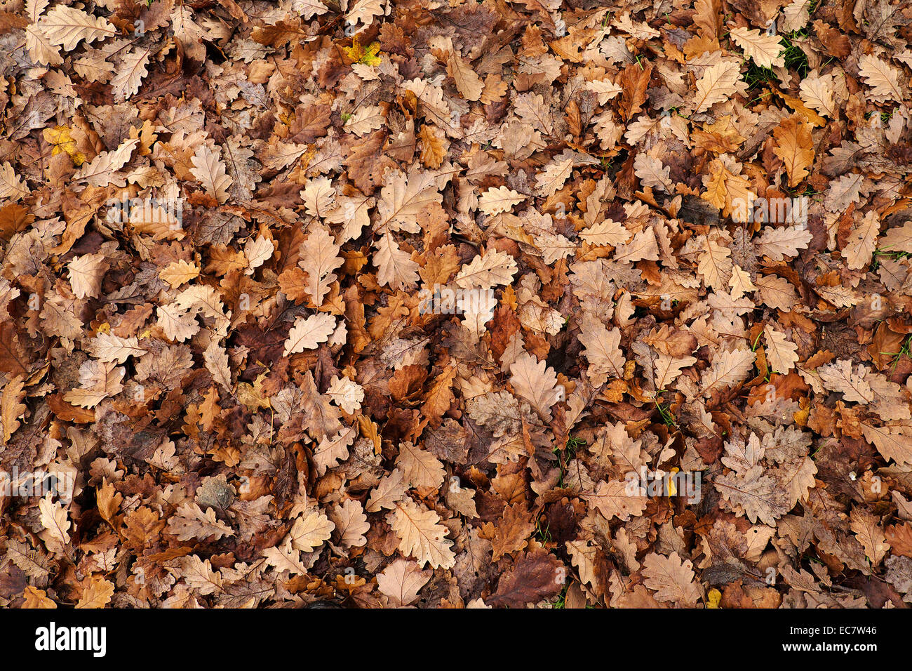 Una alfombra de hojas de roble en otoño. Foto de stock