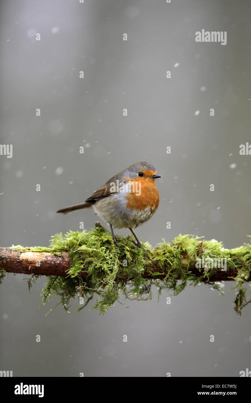 Unión Robin, Erithacus rubecula, en invierno con nieve caída Foto de stock