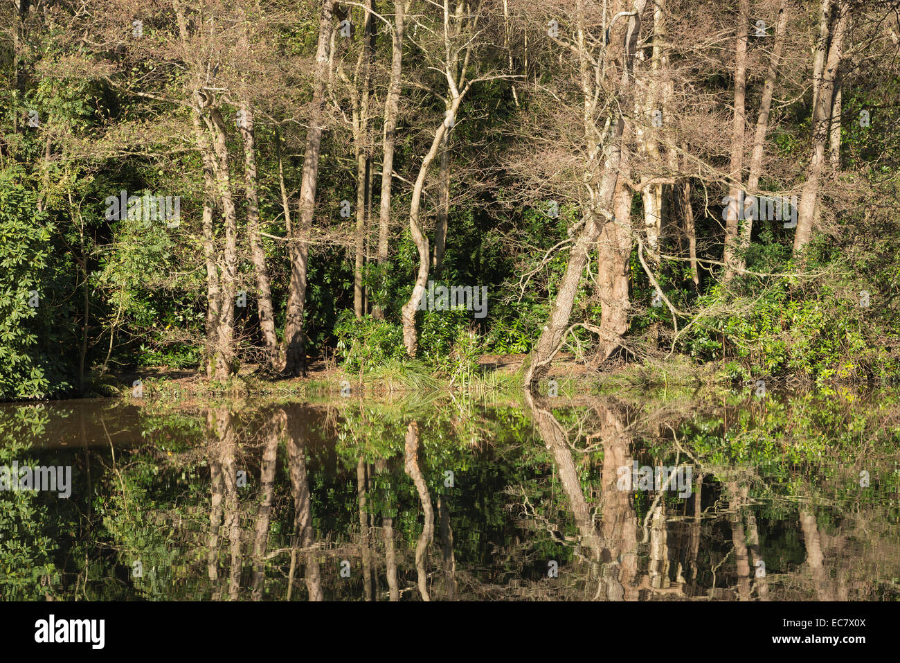 Alisos y abedules junto al tranquilo lago arrojar hojas tan troncos destacan como esqueletos antiguos padres haciendo cola en una línea. Foto de stock