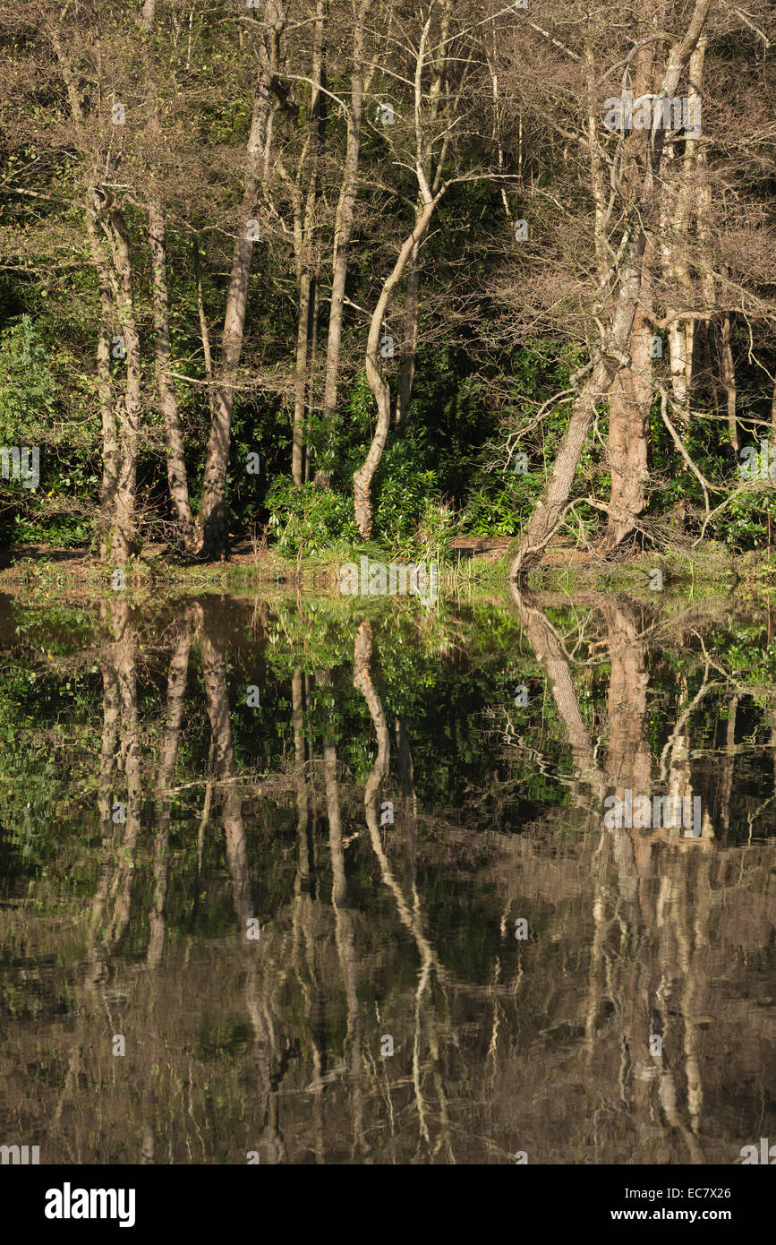 Alisos y abedules junto al tranquilo lago arrojar hojas tan troncos destacan como esqueletos antiguos padres haciendo cola en una línea. Foto de stock