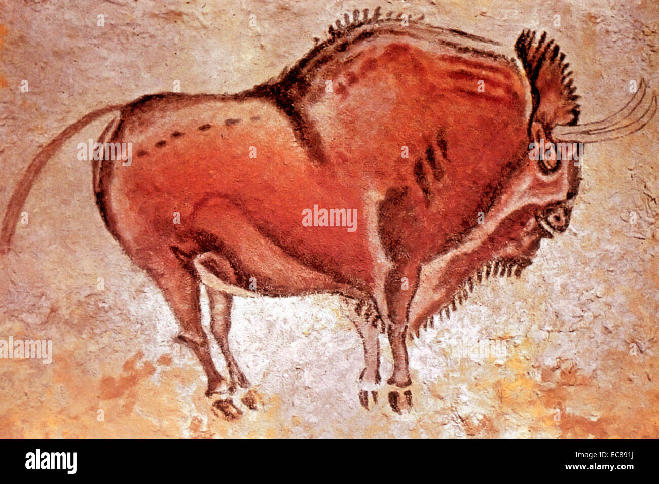 Pintura rupestre paleolítico superior de un bisonte pintado en la pared de  la cueva de Altamira, España. Fecha 11, 000 BC Fotografía de stock - Alamy