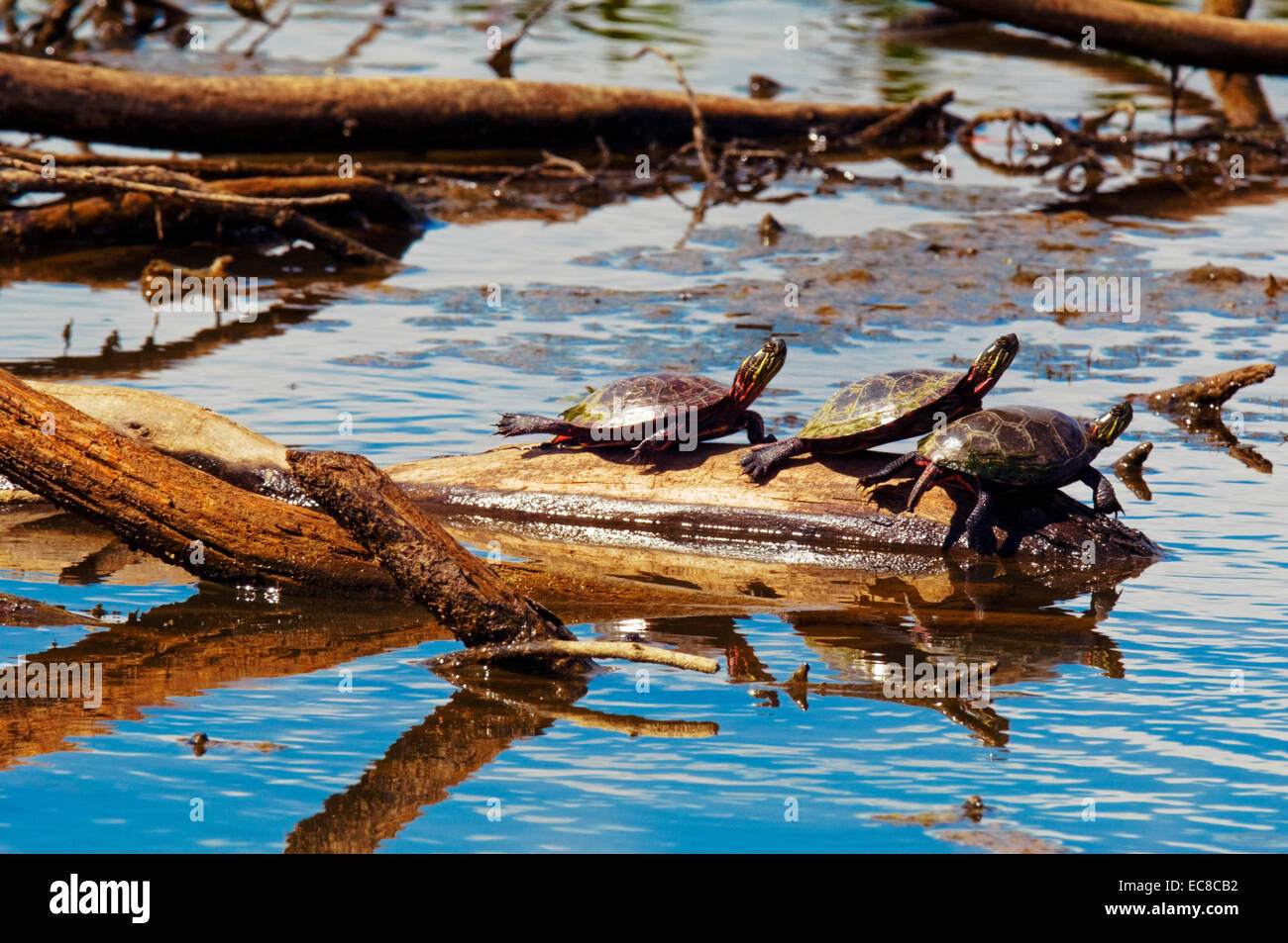 Tres tortugas s propios de la onu sobre un registro en una zona pantanosa. Foto de stock