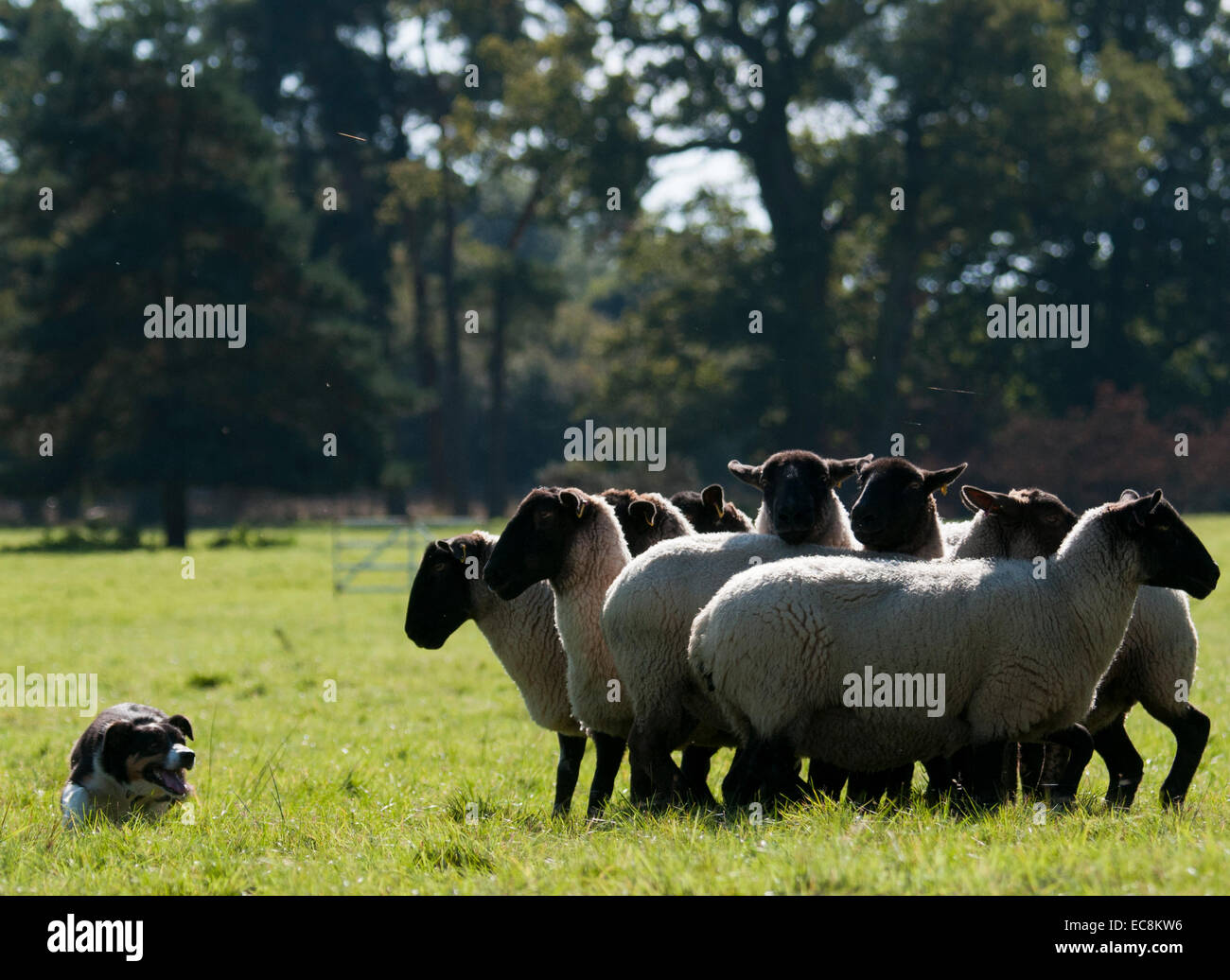 Ovejero pastoreando ovejas Foto de stock