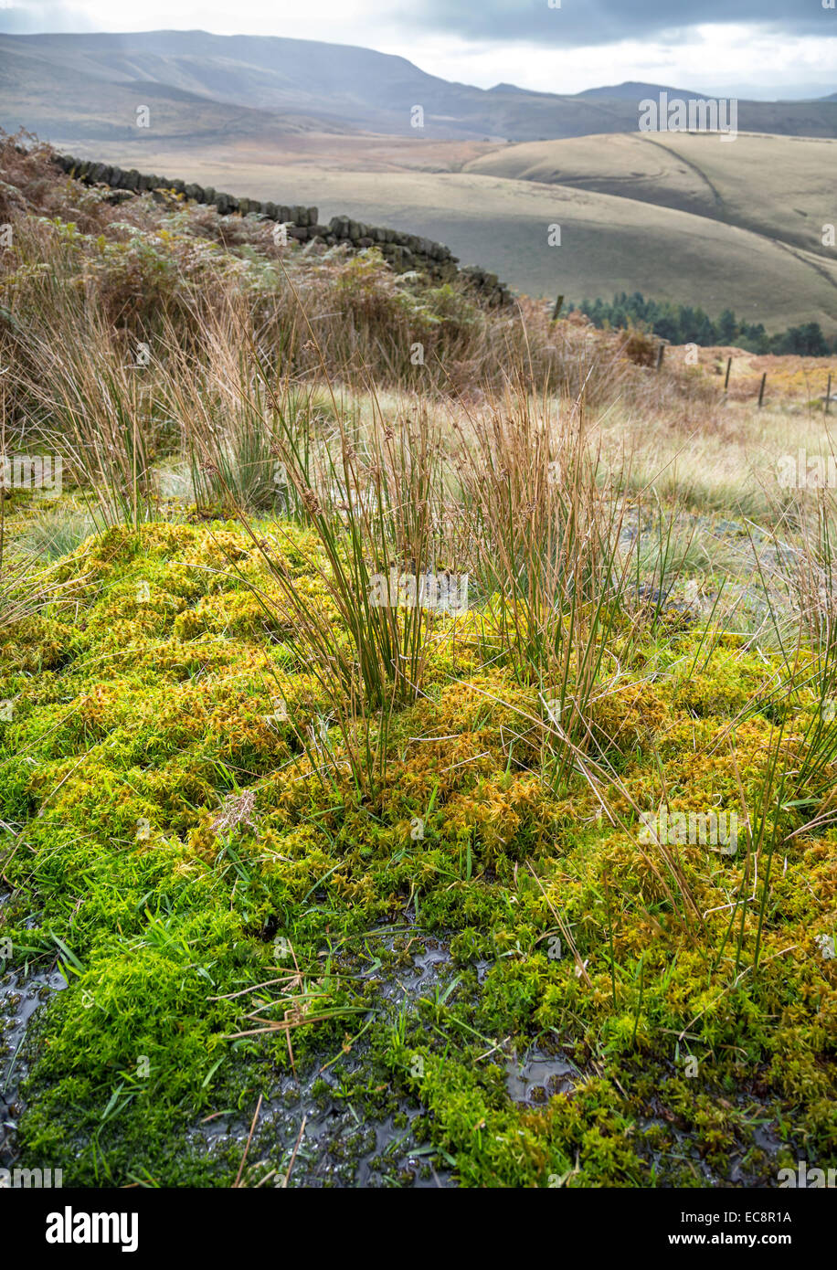 Sphagnum Moss crece en un páramo a ras en el Kinder valle cerca de Hayfield Foto de stock