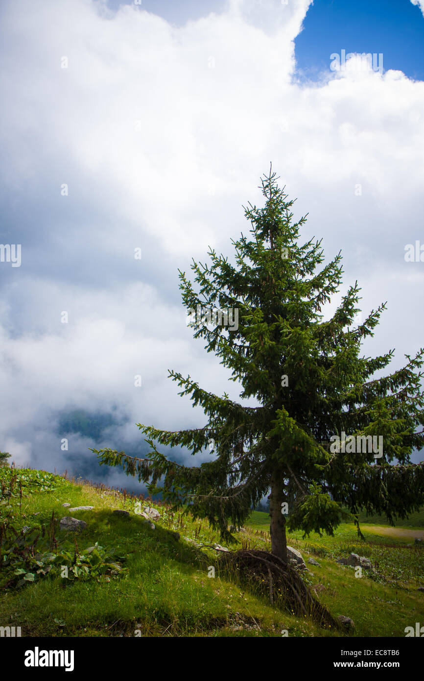 Pino aislado en la pradera de montaña con el cielo nublado Foto de stock