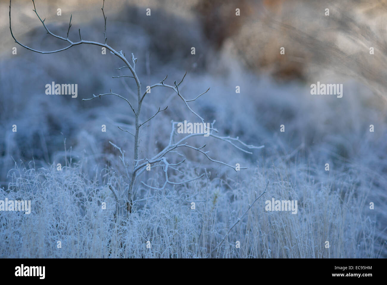 Deshojado bush y marchito helada cubierta de hierba fresca de frío invierno frío Foto de stock