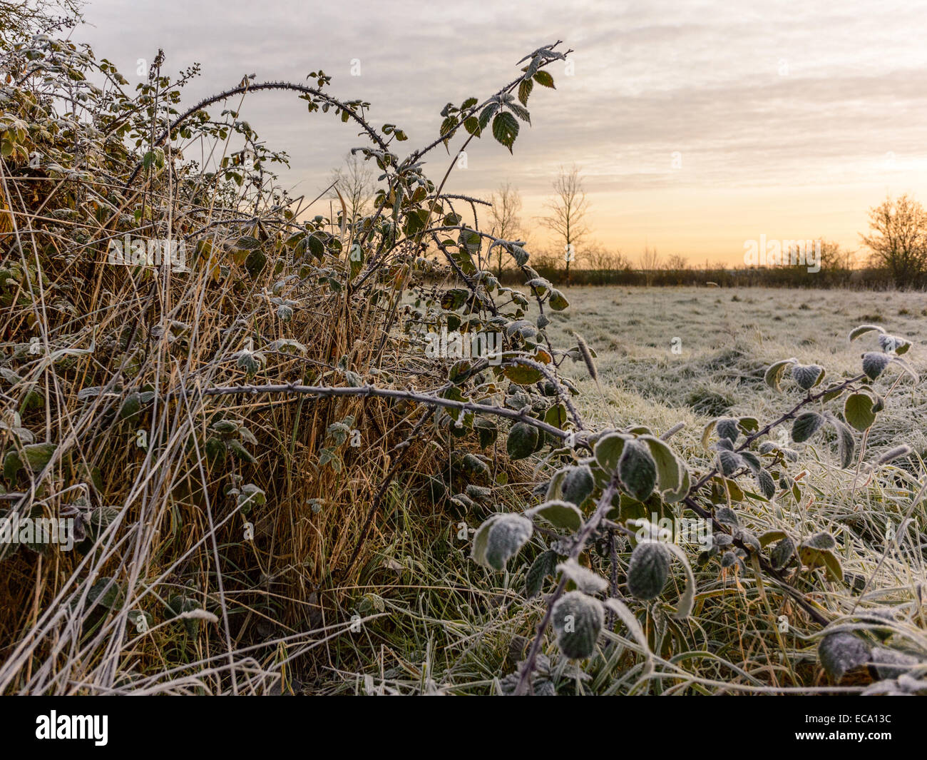 Escena de la campiña retamas y blackberry zarzas cubiertas temprano en las mañanas heladas. Foto de stock