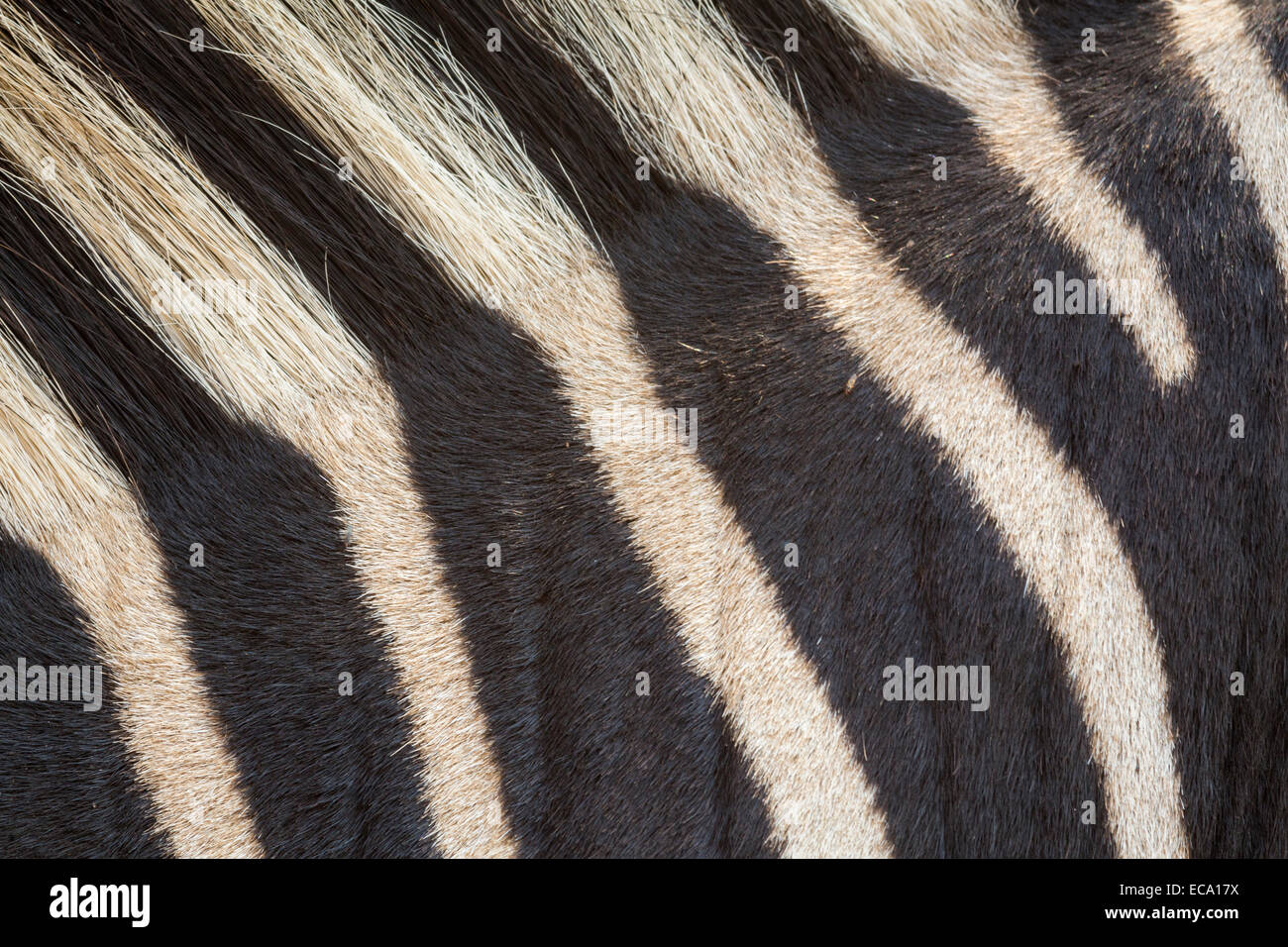 Llanuras (Equua cebra quagga burchelli) patrón de rayas que detalle, Sudáfrica Foto de stock