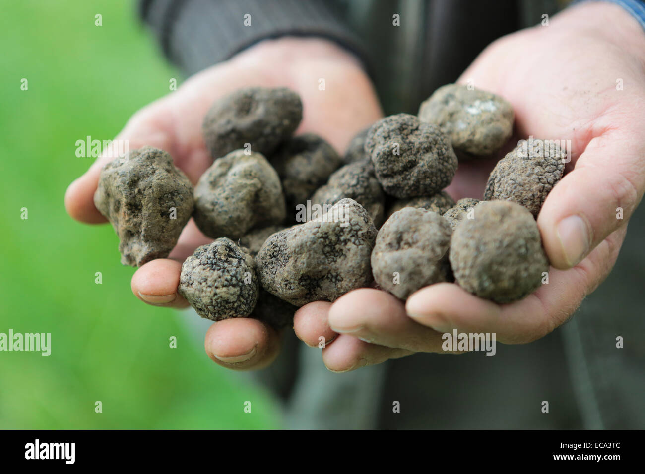 Truffle Hunter con un puñado de trufas negras, Alba County, Piamonte, Italia Foto de stock