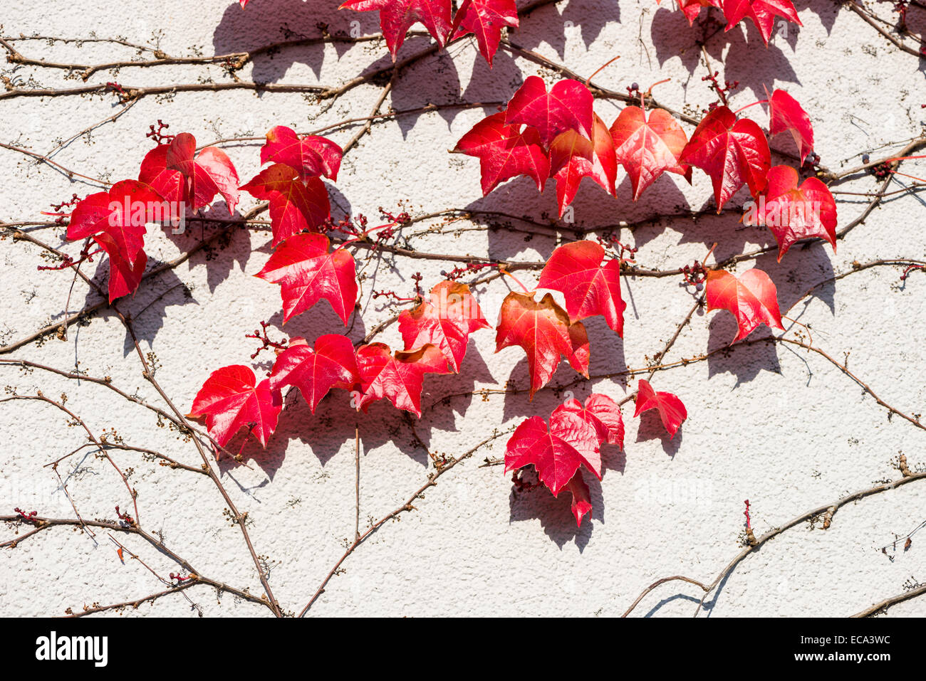 Hojas rojas de Virginia creeper (Parthenocissus quinquefolia) en otoño, Würzburg, Baviera, Alemania Foto de stock