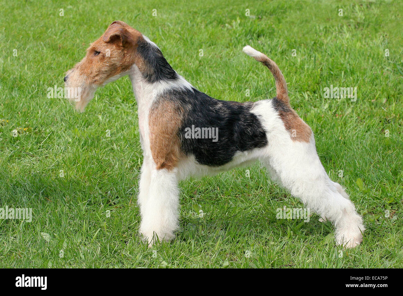 Fox terrier fotografías e imágenes de alta resolución - Alamy