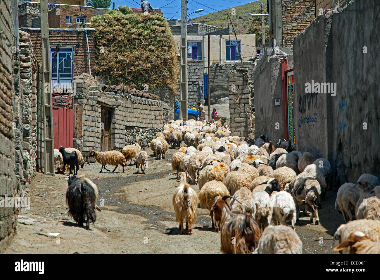 Rebaño de ovejas en calle de los polvorientos, pequeña ciudad fronteriza Suie, Azerbaiyán Occidental, Irán Foto de stock